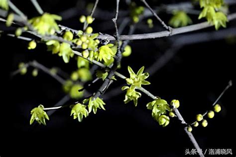 蠟梅|蠟梅 (護理, 特徵, 花, 圖片)